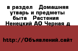  в раздел : Домашняя утварь и предметы быта » Растения . Ненецкий АО,Черная д.